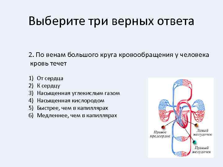 Выберите три верных ответа 2. По венам большого круга кровообращения у человека кровь течет