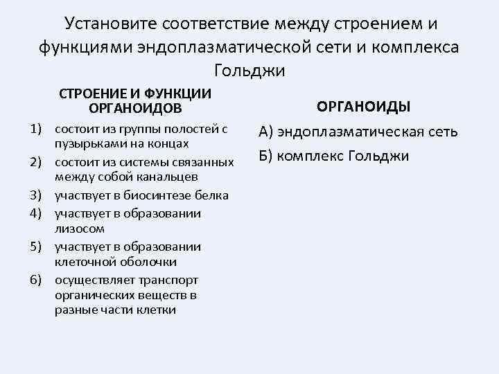 Установите соответствие между строением и функциями эндоплазматической сети и комплекса Гольджи СТРОЕНИЕ И ФУНКЦИИ