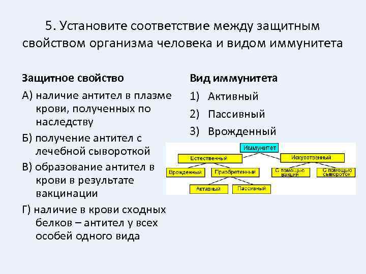 5. Установите соответствие между защитным свойством организма человека и видом иммунитета Защитное свойство А)