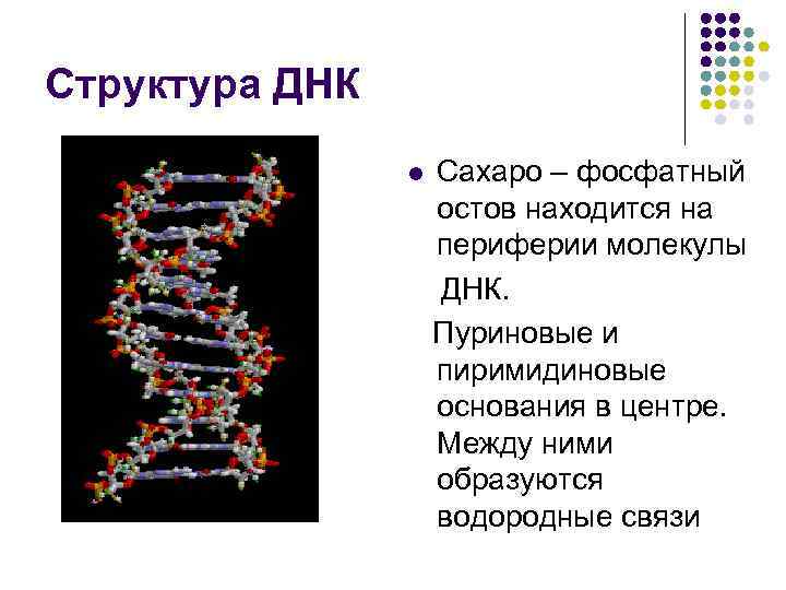 В молекуле днк на долю