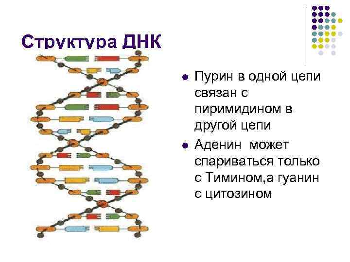 Структура ДНК l l Пурин в одной цепи связан с пиримидином в другой цепи