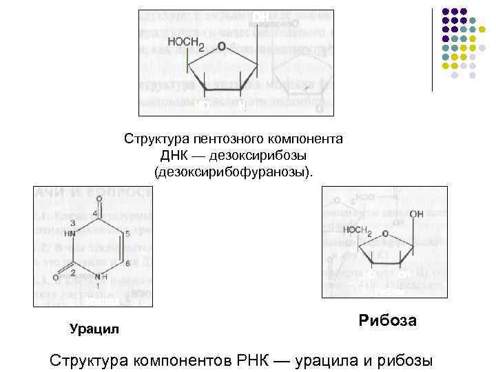 Структура пентозного компонента ДНК — дезоксирибозы (дезоксирибофуранозы). Урацил Рибоза Структура компонентов РНК — урацила