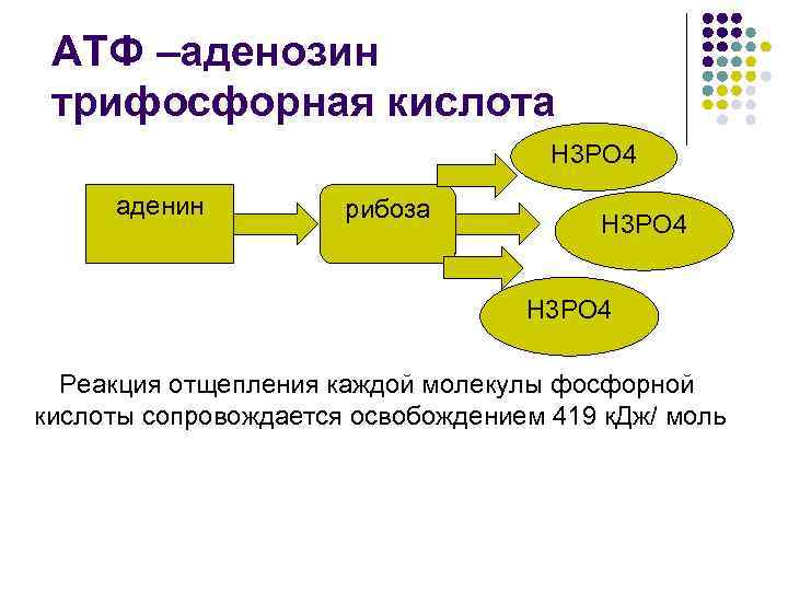 АТФ –аденозин трифосфорная кислота Н 3 РО 4 аденин рибоза Н 3 РО 4