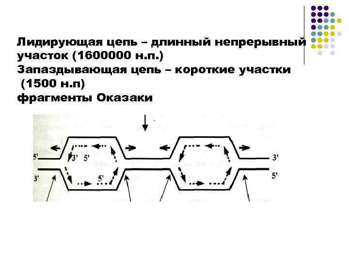 Лидирующая цепь – длинный непрерывный участок (1600000 н. п. ) Запаздывающая цепь – короткие