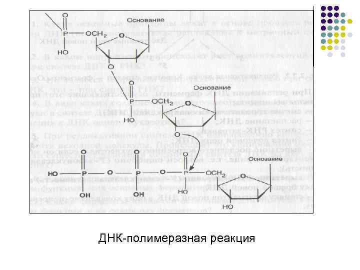 ДНК полимеразная реакция 