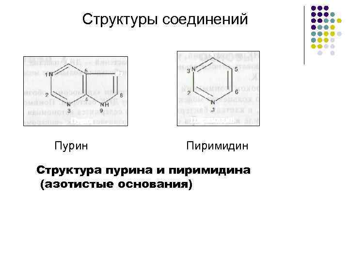 Структура пурина