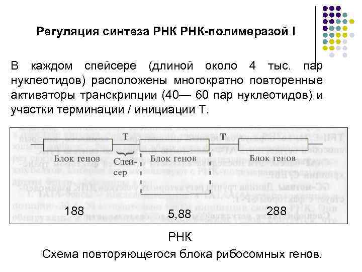 Регуляция синтеза РНК-полимеразой I В каждом спейсере (длиной около 4 тыс. пар нуклеотидов) расположены