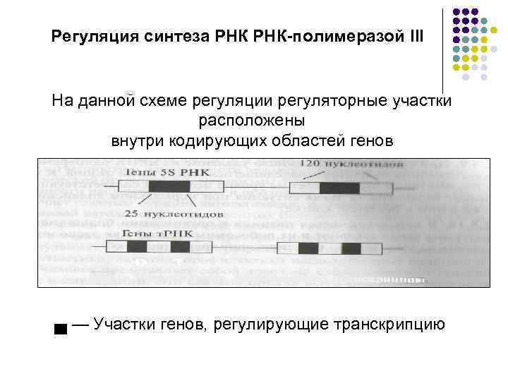 Регуляция синтеза РНК-полимеразой III На данной схеме регуляции регуляторные участки расположены внутри кодирующих областей
