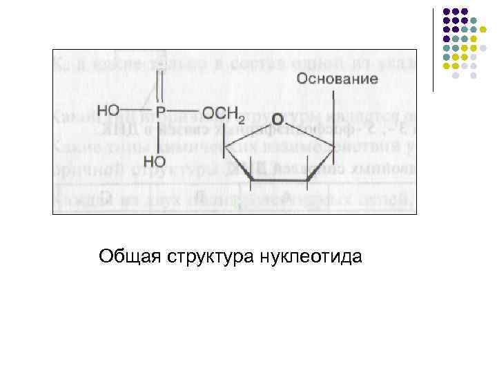 Общая структура нуклеотида 