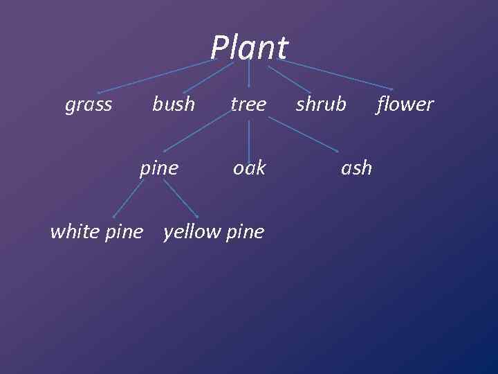 Plant grass bush tree shrub flower pine oak ash white pine yellow pine 