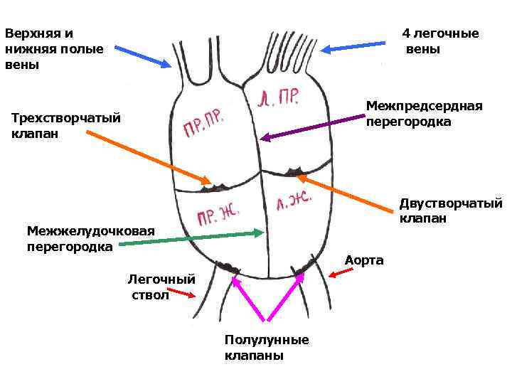 Верхняя и нижняя полые вены 4 легочные вены Межпредсердная перегородка Трехстворчатый клапан Двустворчатый клапан