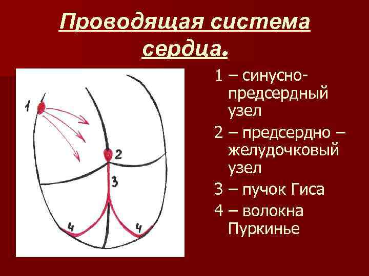 Проводящая система сердца. 1 – синуснопредсердный узел 2 – предсердно – желудочковый узел 3