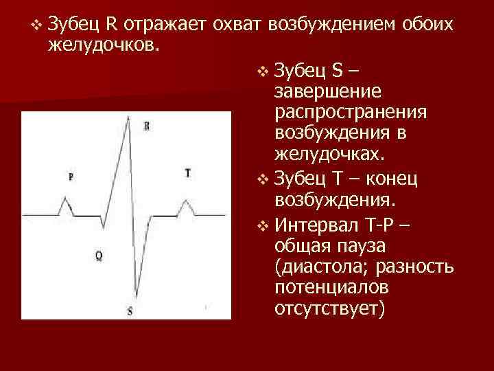 v Зубец R отражает охват возбуждением обоих желудочков. v Зубец S – завершение распространения