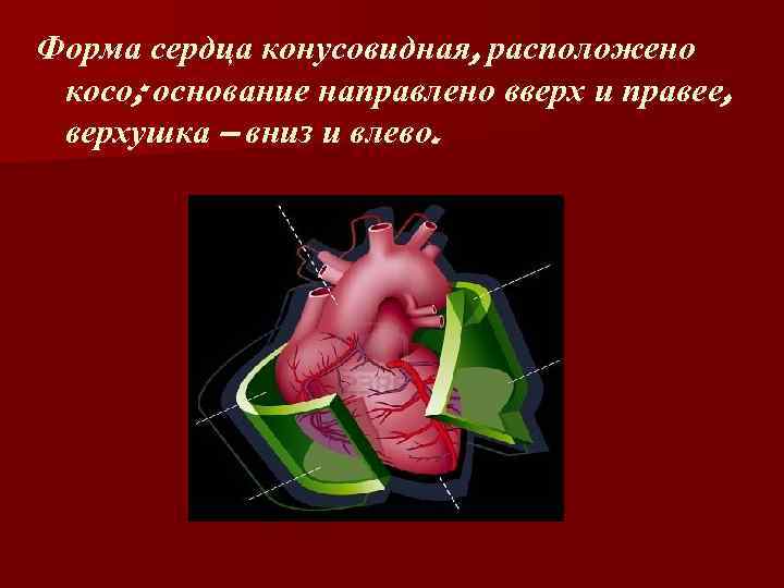 Форма сердца конусовидная, расположено косо; основание направлено вверх и правее, верхушка – вниз и