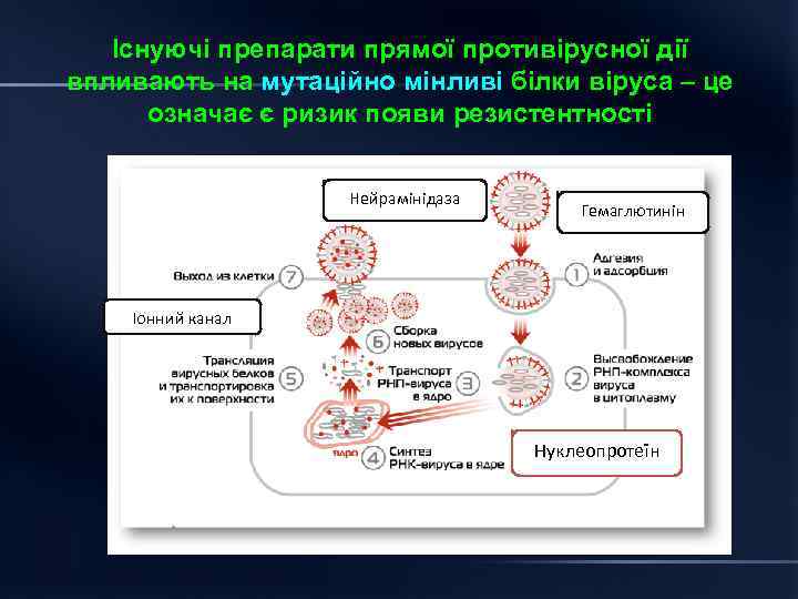 Існуючі препарати прямої противірусної дії впливають на мутаційно мінливі білки віруса – це означає