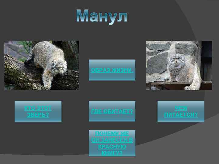 ОБРАЗ ЖИЗНИ. КТО ЭТОТ ЗВЕРЬ? ГДЕ ОБИТАЕТ? ПОЧЕМУ ЖЕ ОН ЗАНЕСЁН В КРАСНУЮ КНИГУ?