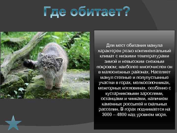 Для мест обитания манула характерен резко континентальный климат с низкими температурами зимой и невысоким