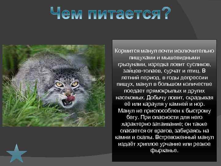 Кормится манул почти исключительно пищухами и мышевидными грызунами, изредка ловит сусликов, зайцев-толаев, сурчат и
