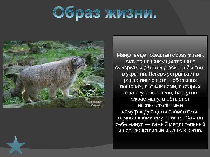 Манул ведёт оседлый образ жизни. Активен преимущественно в сумерках и ранним утром; днём спит