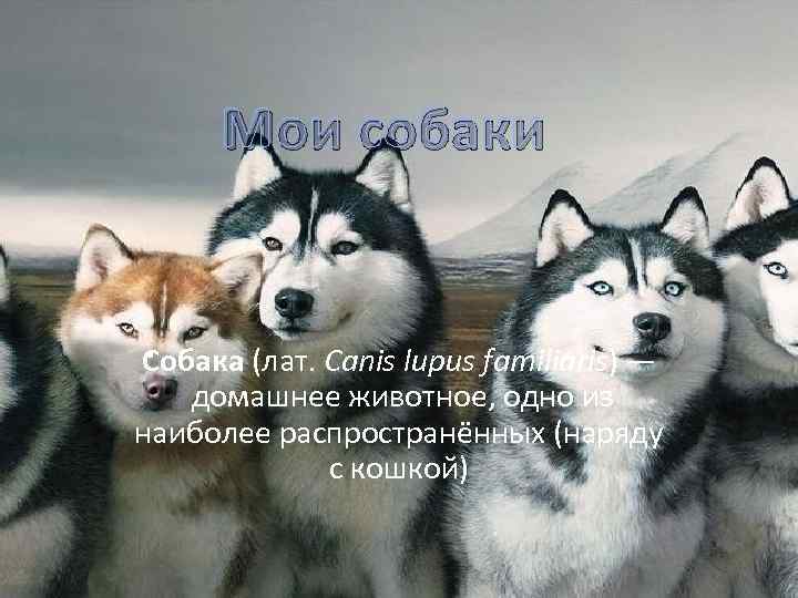 Мои собаки Собака (лат. Canis lupus familiaris) — домашнее животное, одно из наиболее распространённых