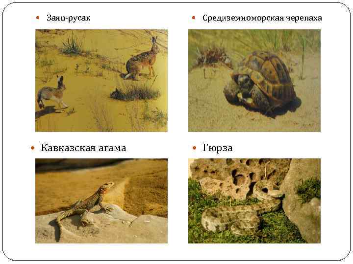  Заяц-русак Кавказская агама Средиземноморская черепаха Гюрза 