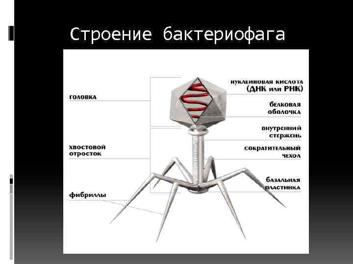 Строение бактериофага 