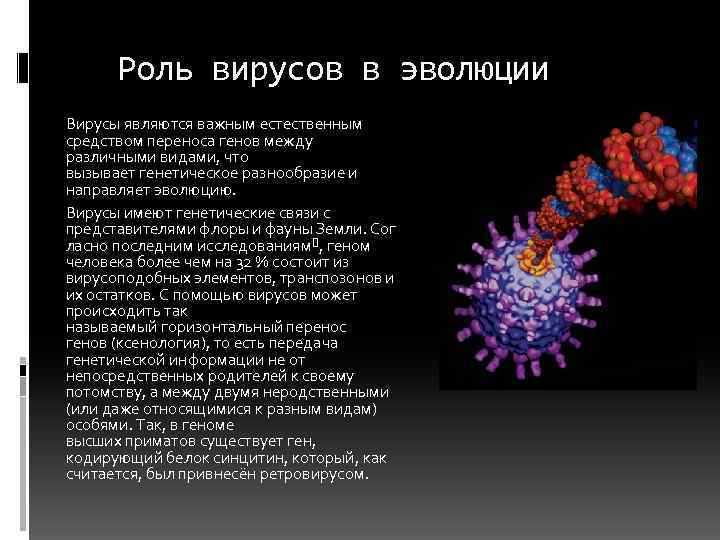 Роль вирусов в эволюции Вирусы являются важным естественным средством переноса генов между различными видами,