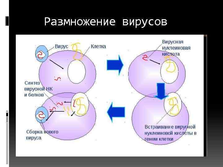 Размножение вирусов 