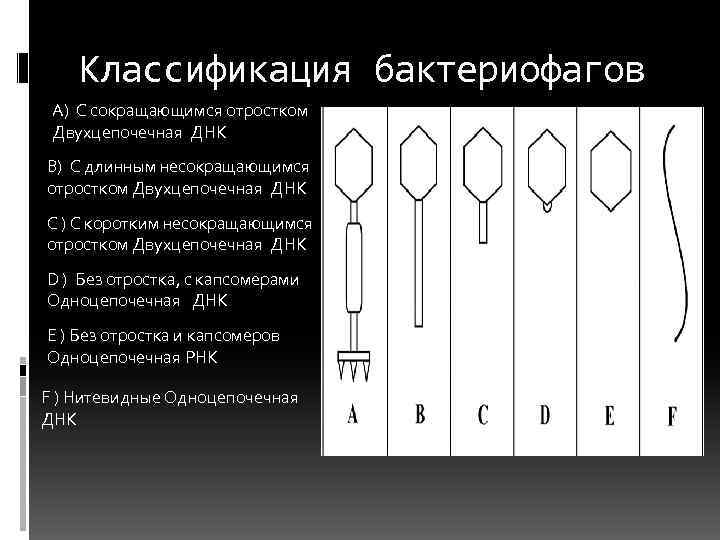 Классификация бактериофагов A) С сокращающимся отростком Двухцепочечная ДНК B) С длинным несокращающимся отростком Двухцепочечная