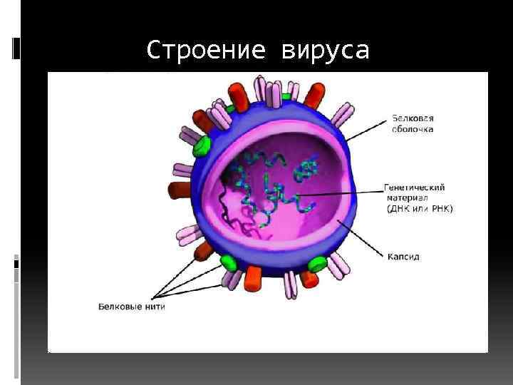 Строение вируса 