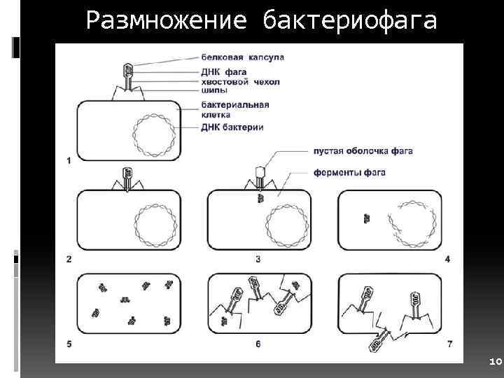 Размножение бактериофага 10 