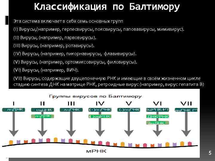 Классификация по Балтимору Эта система включает в себя семь основных групп (I) Вирусы, (например,