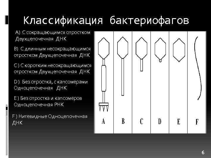 Классификация бактериофагов A) С сокращающимся отростком Двухцепочечная ДНК B) С длинным несокращающимся отростком Двухцепочечная