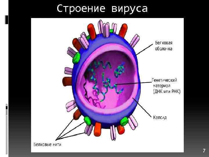 Неклеточное строение вирусов. Строение вируса. Вирусы внеклеточная форма жизни. Вирусы как внеклеточная форма жизни.