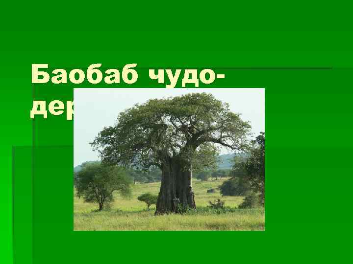 Для какой природной зоны характерно дерево баобаб. Баобаб Продолжительность жизни. Продолжительность жизни деревьев баобаб. Баобаб в разрезе. Баобаб ребус.