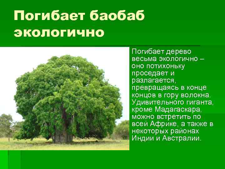 Воспользуйтесь текстом живет на свете баобаб. Продолжительность жизни деревьев баобаб. Баобаб структура дерева. Баобаб срок жизни.