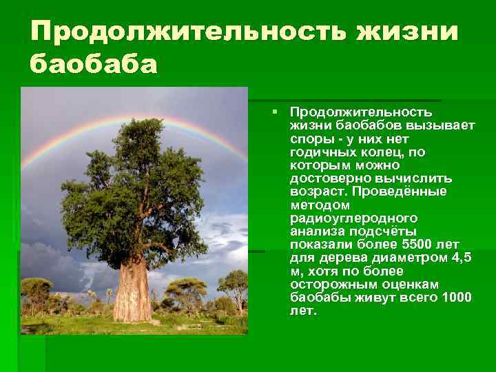 Продолжительность жизни баобаба § Продолжительность жизни баобабов вызывает споры - у них нет годичных