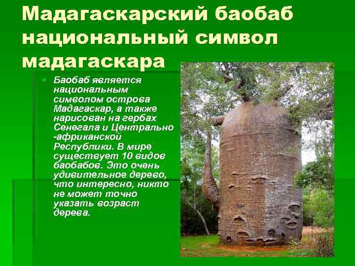 Мадагаскарский баобаб национальный символ мадагаскара § Баобаб является национальным символом острова Мадагаскар, а также