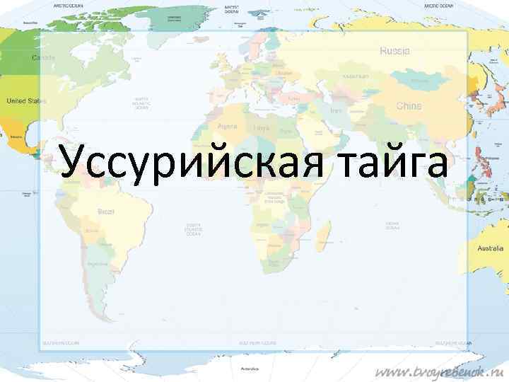 Уссурийская тайга 