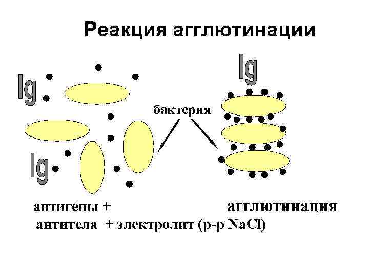 Реакция агглютинации на стекле