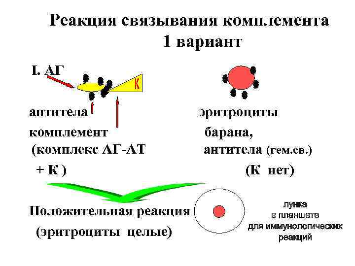 Реакция связывания комплемента 1 вариант I. АГ антитела комплемент (комплекс АГ-АТ +К) Положительная реакция
