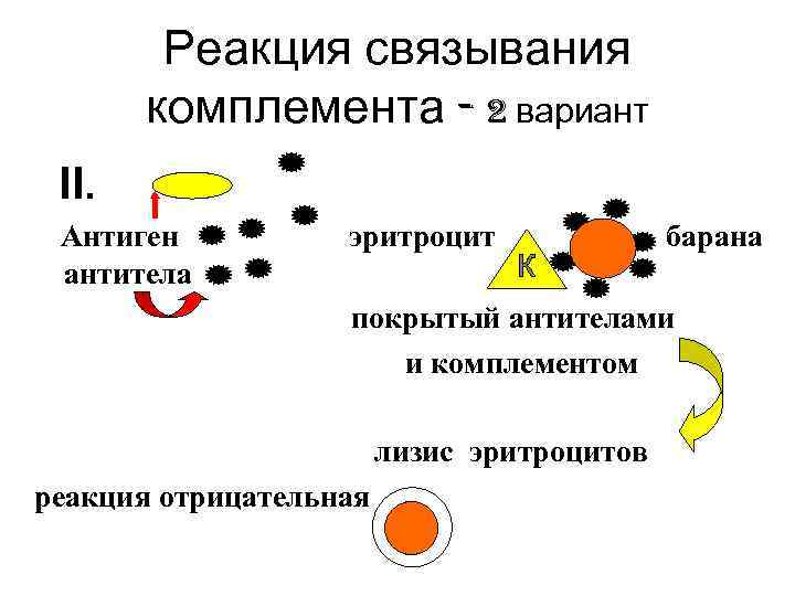 Реакция связывания комплемента - 2 вариант II. Антиген антитела эритроцит барана покрытый антителами и