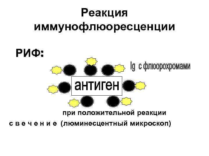 Реакция иммунофлюоресценции РИФ: при положительной реакции с в е ч е н и е