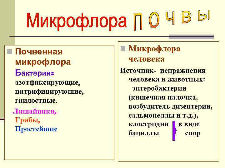 n Почвенная микрофлора Бактерии: азотфиксирующие, нитрифицирующие, гнилостные. Лишайники, Грибы, Простейшие n Микрофлора человека Источник-