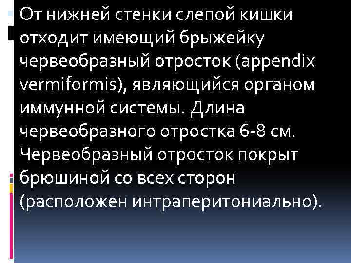  От нижней стенки слепой кишки отходит имеющий брыжейку червеобразный отросток (appendix vermiformis), являющийся