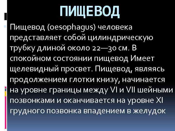 ПИЩЕВОД Пищевод (oesophagus) человека представляет собой цилиндрическую трубку длиной около 22— 30 см. В