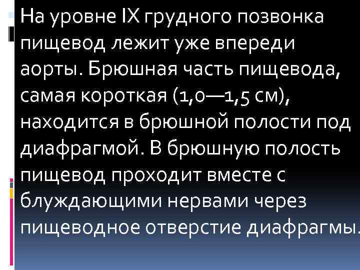  На уровне IX грудного позвонка пищевод лежит уже впереди аорты. Брюшная часть пищевода,