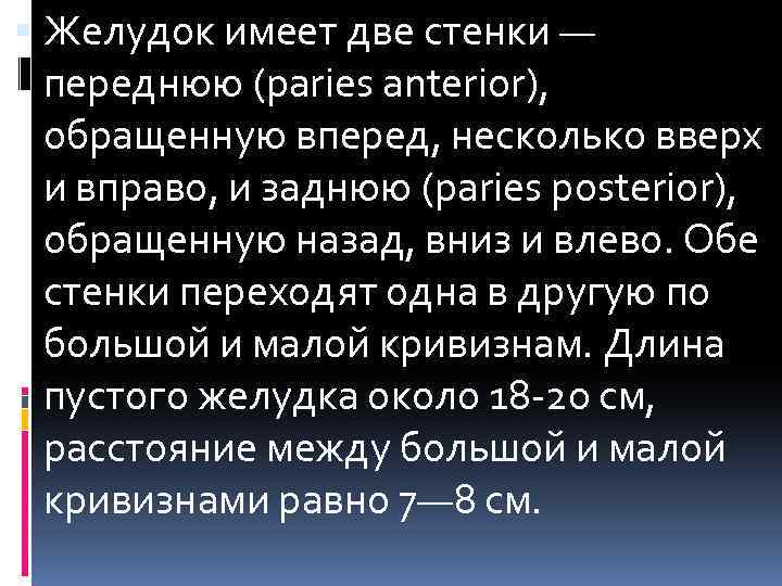  Желудок имеет две стенки — переднюю (paries anterior), обращенную вперед, несколько вверх и