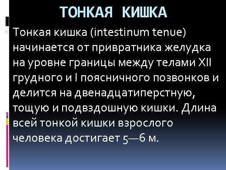 ТОНКАЯ КИШКА Тонкая кишка (intestinum tenue) начинается от привратника желудка на уровне границы между