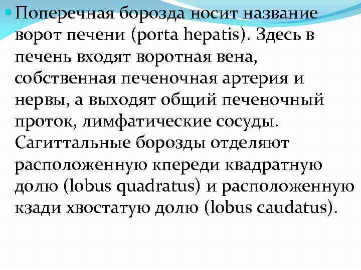  Поперечная борозда носит название ворот печени (porta hepatis). Здесь в печень входят воротная